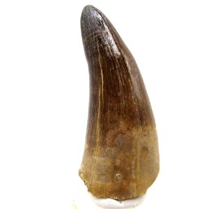 Maroccosuchus zennaroi Eocene Crocodile Tooth For Sale #34 - 2.45" long