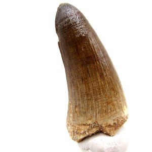 Maroccosuchus zennaroi Eocene Crocodile Tooth For Sale #35 - 1.52" long