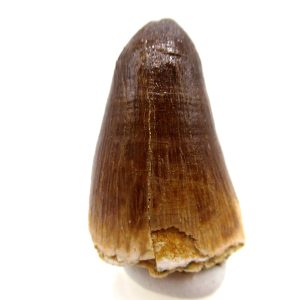 Maroccosuchus zennaroi Eocene Crocodile Tooth For Sale #36 - 1.46" long