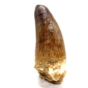 Maroccosuchus zennaroi Eocene Crocodile Tooth For Sale #37 - 2.23" long