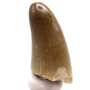 Maroccosuchus zennaroi Eocene Crocodile Tooth For Sale #38 - 1.51" long