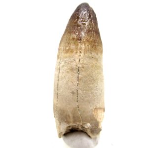 Maroccosuchus zennaroi Eocene Crocodile Tooth For Sale #39 - 2.39" long
