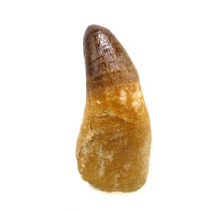 Maroccosuchus zennaroi Eocene Crocodile Tooth For Sale #40 - 2.30" long