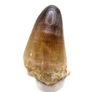 Maroccosuchus zennaroi Eocene Crocodile Tooth For Sale #41 - 1.72" long