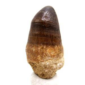 Maroccosuchus zennaroi Eocene Crocodile Tooth For Sale #42 - 1.68" long