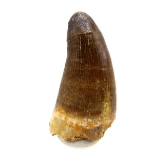 Maroccosuchus zennaroi Eocene Crocodile Tooth For Sale #43 - 2.09" long