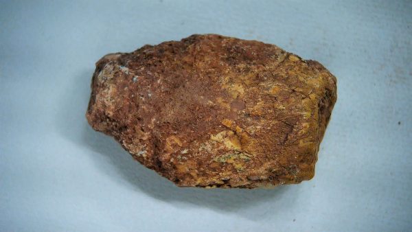 Genuine Triassic Age Dinosaur Coprolite Fossil for Sale from New Mexico #40