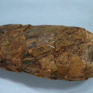 Coprolite - Triassic Dinosaur Poop for Sale from New Mexico #41