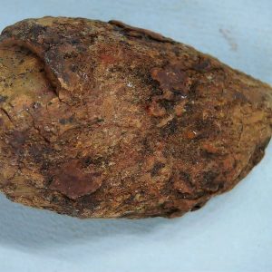 Coprolite - Triassic Dinosaur Poop for Sale from New Mexico #42