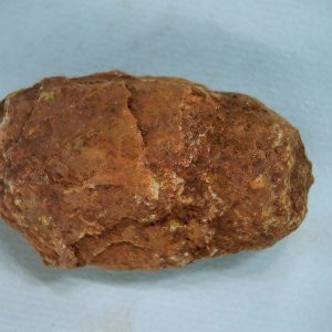 Coprolite - Triassic Dinosaur Poop for Sale from New Mexico #44