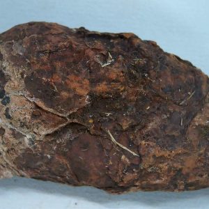 Genuine Triassic Age Dinosaur Coprolite Fossil for Sale from New Mexico #47