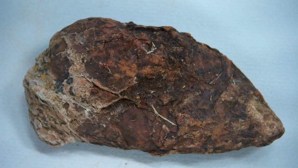 Genuine Triassic Age Dinosaur Coprolite Fossil for Sale from New Mexico #47