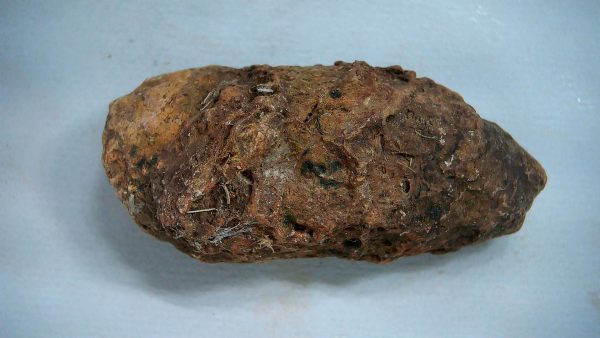 Genuine Triassic Age Dinosaur Coprolite Fossil for Sale from New Mexico #48a