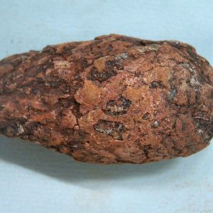 Genuine Triassic Age Dinosaur Coprolite Fossil for Sale from New Mexico #49