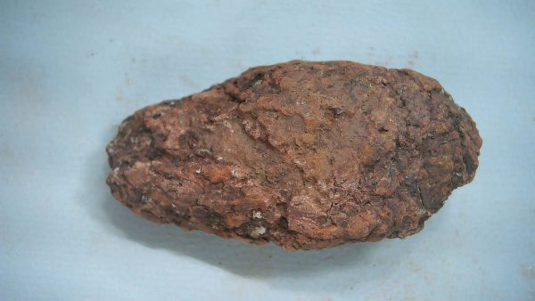 Genuine Triassic Age Dinosaur Coprolite Fossil for Sale from New Mexico #49a