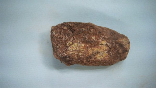 Genuine Triassic Age Dinosaur Coprolite Fossil for Sale from New Mexico #50