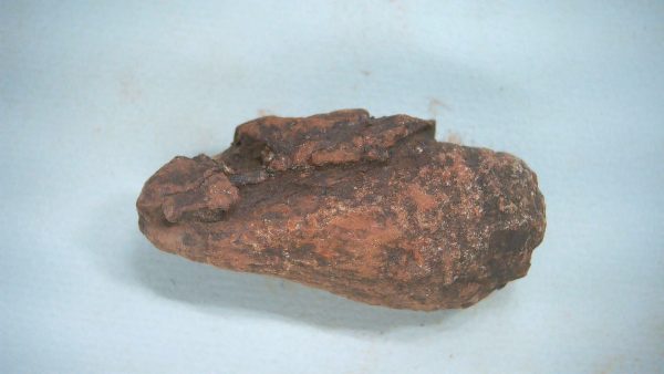 Genuine Triassic Age Dinosaur Coprolite Fossil for Sale from New Mexico #51a