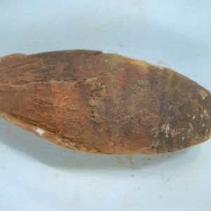 Genuine Triassic Age Dinosaur Coprolite Fossil for Sale from New Mexico #52