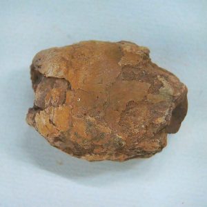 Coprolite - Triassic Dinosaur Poop for Sale from New Mexico #55
