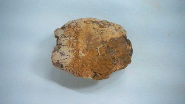 Genuine Triassic Age Dinosaur Coprolite Fossil for Sale from New Mexico #55a