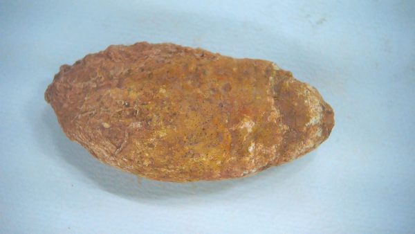Genuine Triassic Age Dinosaur Coprolite Fossil for Sale from New Mexico #60a