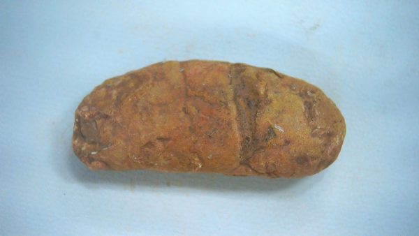 Genuine Triassic Age Dinosaur Coprolite Fossil for Sale from New Mexico #61