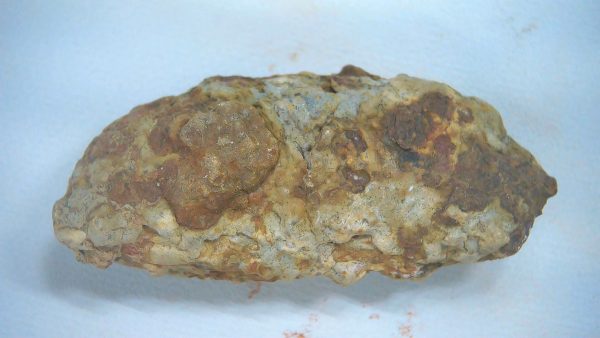 Genuine Triassic Age Dinosaur Coprolite Fossil for Sale from New Mexico #66