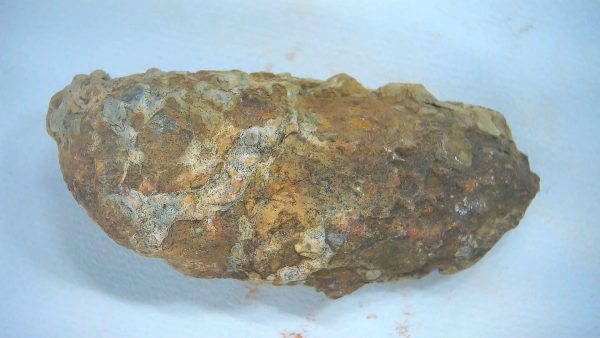Genuine Triassic Age Dinosaur Coprolite Fossil for Sale from New Mexico #66a