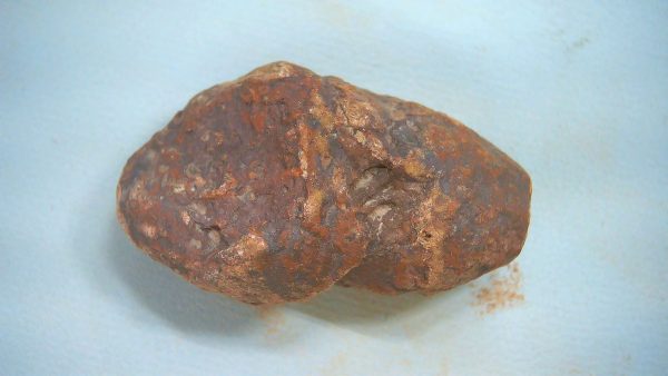 Genuine Triassic Age Dinosaur Coprolite Fossil for Sale from New Mexico #67