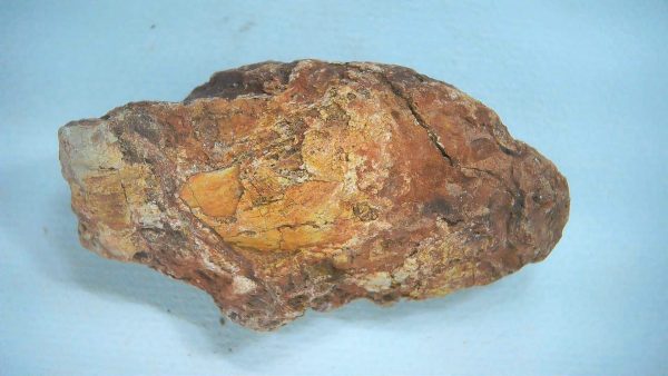 Genuine Triassic Age Dinosaur Coprolite Fossil for Sale from New Mexico #69a