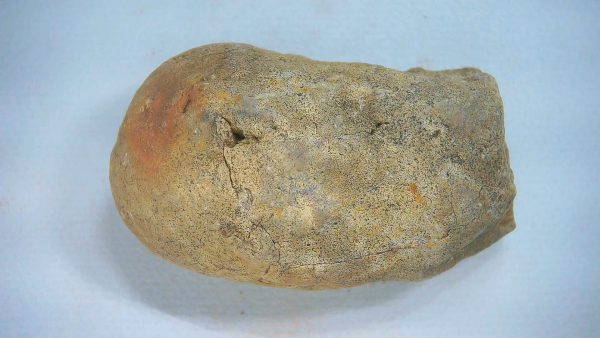 Genuine Triassic Age Dinosaur Coprolite Fossil for Sale from New Mexico #72