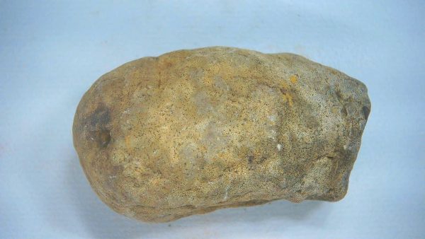 Genuine Triassic Age Dinosaur Coprolite Fossil for Sale from New Mexico #72a