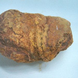 Coprolite - Triassic Dinosaur Poop for Sale from New Mexico #77