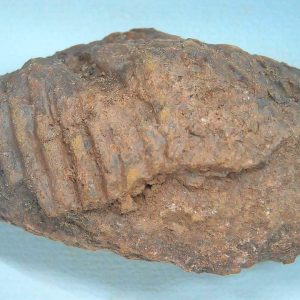 Coprolite - Triassic Dinosaur Poop for Sale from New Mexico #85