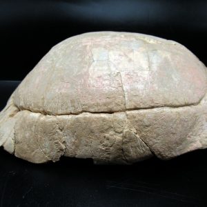 Genuine Oligocene Age Stylemis Fossil Turtle Specimen From South Dakota For Sale #2