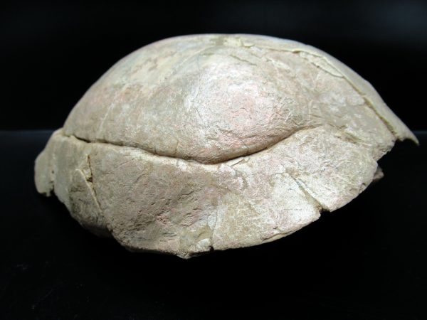 South Dakota Oligocene Age Stylemis Turtle 2a | Fossils for Sale
