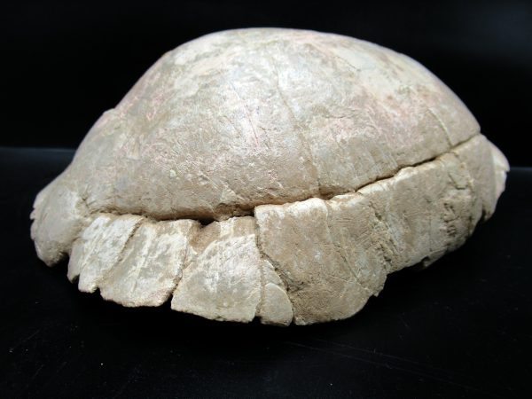 South Dakota Oligocene Age Stylemis Turtle 2g | Fossils for Sale