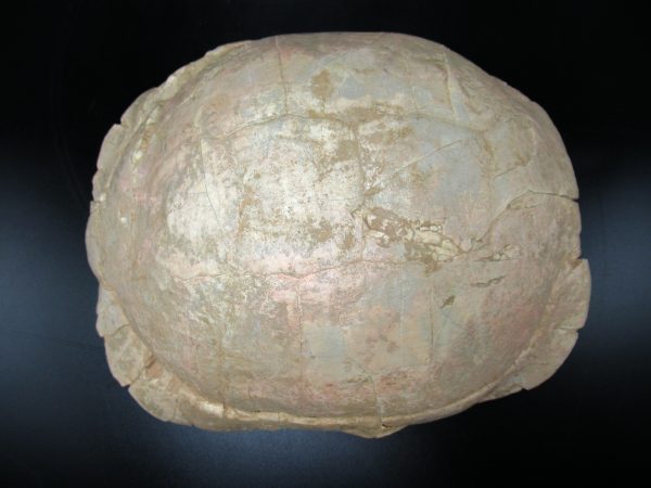 South Dakota Oligocene Age Stylemis Turtle 2h | Fossils for Sale