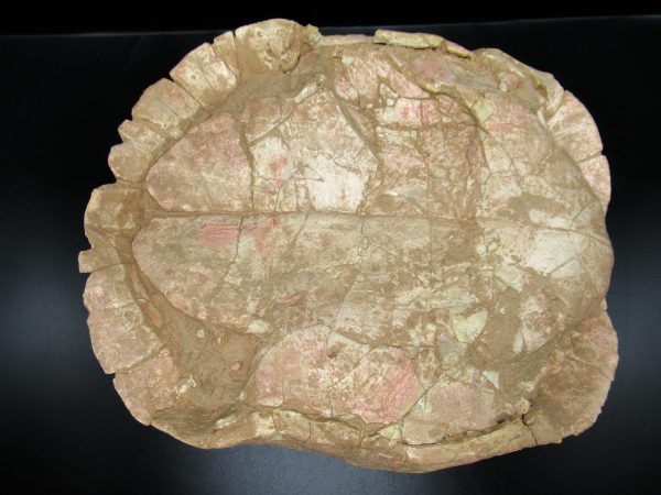 South Dakota Oligocene Age Stylemis Turtle 2i | Fossils for Sale