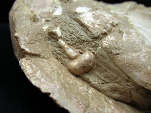 South Dakota Oligocene Age Stylemis Turtle 2j | Fossils for Sale