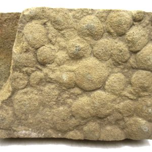 Genuine Precambrian Age Nemiana simplex Jellyfish Fossil for Sale from Ukraine #25