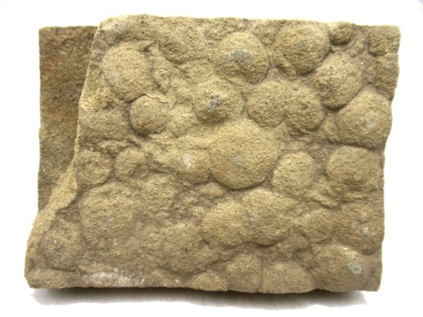Ukraine Precambrian Nemiana simplex Jellyfish 25 | Fossils for Sale Genuine Precambrian Age Nemiana simplex Jellyfish Fossil for Sale from Ukraine #25
