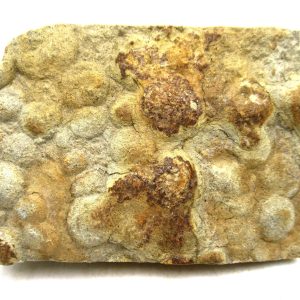 Genuine Precambrian Age Nemiana simplex Jellyfish Fossil for Sale from Ukraine #26