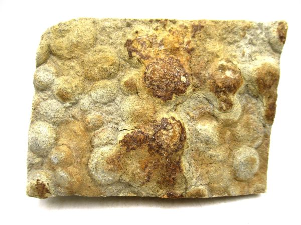 Ukraine Precambrian Nemiana simplex Jellyfish 26 | Fossils for Sale Genuine Precambrian Age Nemiana simplex Jellyfish Fossil for Sale from Ukraine #26