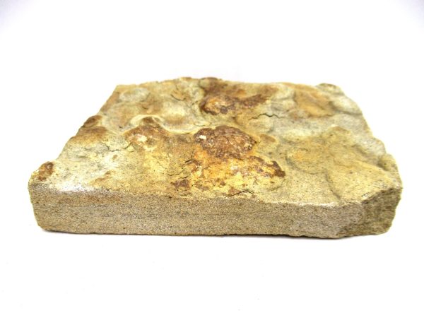 Ukraine Precambrian Nemiana simplex Jellyfish 26b | Fossils for Sale Genuine Precambrian Age Nemiana simplex Jellyfish Fossil for Sale from Ukraine #26b