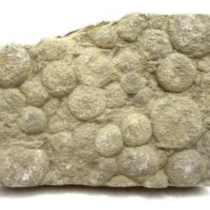Genuine Precambrian Age Nemiana simplex Jellyfish Fossil for Sale from Ukraine #28