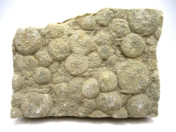 Ukraine Precambrian Nemiana simplex Jellyfish 28 | Fossils for Sale Genuine Precambrian Age Nemiana simplex Jellyfish Fossil for Sale from Ukraine #28