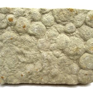 Genuine Precambrian Age Nemiana simplex Jellyfish Fossil for Sale from Ukraine #29