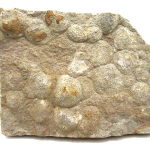 Genuine Precambrian Age Nemiana simplex Jellyfish Fossil for Sale from Ukraine #24