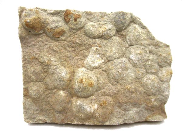 Ukraine PrecambrianNemiana simplex Jellyfish 24 | Fossils for Sale Genuine Precambrian Age Nemiana simplex Jellyfish Fossil for Sale from Ukraine #24
